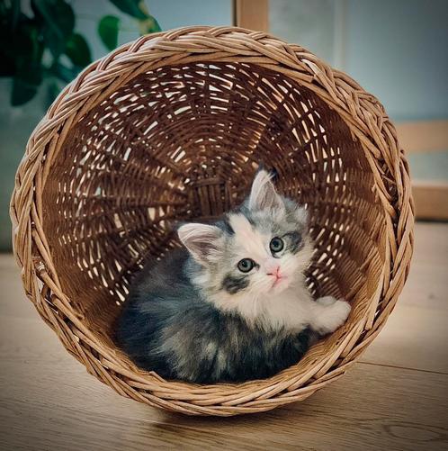 Lief maine coon poesje net 6mnd oud, Dieren en Toebehoren, Katten en Kittens | Raskatten | Langhaar, Poes, Gechipt