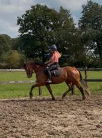 4 jarige Friese merrie (kruising), Dieren en Toebehoren, Paarden, Merrie, Minder dan 160 cm, Zadelmak, 3 tot 6 jaar