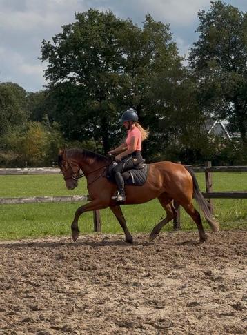 4 jarige Friese merrie (kruising) beschikbaar voor biedingen