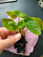 Stekje pannenkoekplantje, Huis en Inrichting, Kamerplanten, Overige soorten, Minder dan 100 cm, Groene kamerplant, Halfschaduw