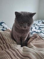 British kort haar voor dekking, Dieren en Toebehoren