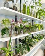 Kamerplanten Stekjes bundel te koop 10 soortjes voor €15,-, Verzenden, Zomer, Volle zon