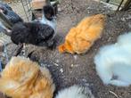 Zijdehoender haan gratis, Dieren en Toebehoren, Pluimvee, Mannelijk, Kip
