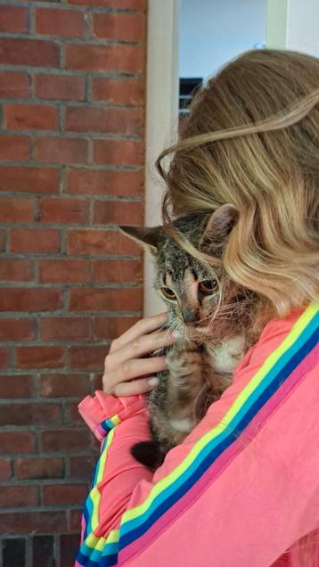 Vermist onze lieve kat beschikbaar voor biedingen