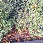 3x Liguster minimaal 100 tot 160 cm, Ophalen of Verzenden, Liguster, Minder dan 100 cm