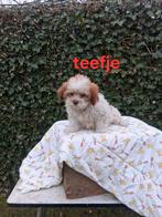 Te koop mooie kleinblijvende speelse boomer pups, Parvo, 8 tot 15 weken, Meerdere, Meerdere dieren