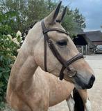 EYECATCHER 3,5 jarige NRPS D-pony merrie valk bont, Dieren en Toebehoren, Pony's, Merrie, B, Gechipt, Springpony