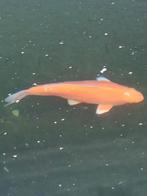 Doitsu orenji ogon, Dieren en Toebehoren, Vissen | Vijvervissen, Karper of Koi