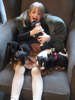 lieve jack russel pups zoeken goed huisje!, Rabiës (hondsdolheid), Jack Russell Terriër, 8 tot 15 weken, Meerdere