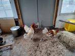 4 hanen gratis, Dieren en Toebehoren, Pluimvee, Mannelijk, Kip