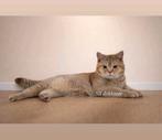 Britse korthaar Golden shaded - Dekkater, Kater