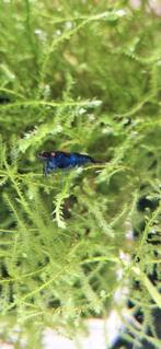 Blue Dream OE garnalen, Dieren en Toebehoren, Kreeft, Krab of Garnaal, Zoetwatervis, Schoolvis