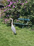 Stalling weidegang gezocht omgeving Den Haag, Dieren en Toebehoren, Stalling en Weidegang, Weidegang