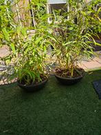 Plantenschalen 2 stuks cortenstaal look 52x24 - Regio Arnhem, Ophalen, Gebruikt, Minder dan 30 cm, Minder dan 60 cm