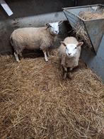 2 ooilammeren, Dieren en Toebehoren, Schapen, Geiten en Varkens, Meerdere dieren, Geit