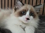 🐾 Ragdoll seal bicolor 💙, Meerdere dieren, Gechipt