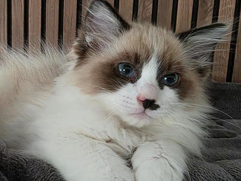 🐾 Ragdoll seal bicolor 💙, Dieren en Toebehoren, Katten en Kittens | Raskatten | Langhaar, Meerdere dieren, Gechipt, Ontwormd
