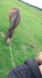 Pony met zadel, Dieren en Toebehoren, Pony's, Merrie, B, Gechipt, Springpony