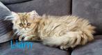 Black shaded golden perzische katertje, Dieren en Toebehoren, Katten en Kittens | Raskatten | Langhaar, Kater, Gechipt, 0 tot 2 jaar