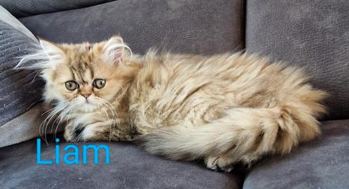 Black shaded golden perzische katertje, Dieren en Toebehoren, Katten en Kittens | Raskatten | Langhaar, Kater, 0 tot 2 jaar, Met stamboom