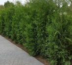 Thuja occidentalis Brabant coniferen 180-200, Ophalen of Verzenden, Bloeit niet, Overige soorten, Volle zon