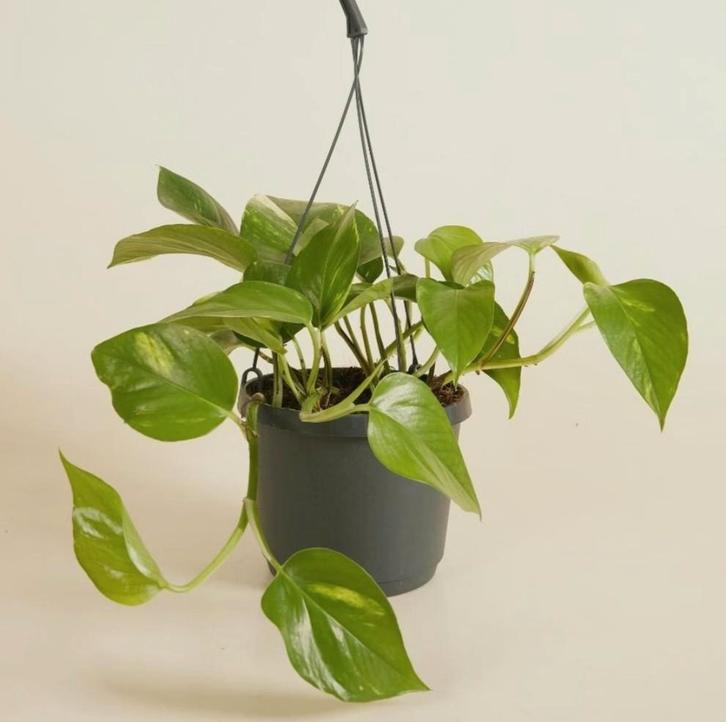 Makkelijke Hangplant Stekjes Aureum, Huis en Inrichting, Kamerplanten, Minder dan 100 cm, Halfschaduw, Ophalen