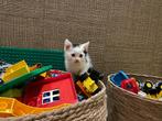 nog een supermooie kitten, Meerdere dieren, Kortharig, 0 tot 2 jaar