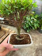 Bonsai Collectie in Stenen Schaaltjes - 3 Soorten, Ophalen of Verzenden