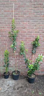 Arbutus unedo, aardbeienboom, Tuin en Terras, Planten | Bomen, Ophalen, Overige soorten
