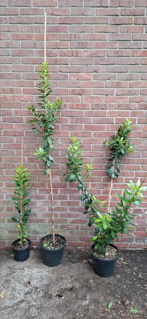 Arbutus unedo, aardbeienboom, Tuin en Terras, Planten | Bomen, Overige soorten, Ophalen
