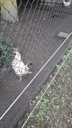 Brabanters 3hennen en een haan, Dieren en Toebehoren, Pluimvee, Meerdere dieren, Kip