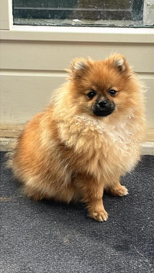 1 pomeranian reutje, Dieren en Toebehoren, Honden | Poolhonden, Keeshonden en Oertypen, Reu, Keeshond, Particulier, Eén hond, Buitenland