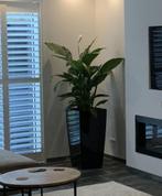 2 Lechuza Hydrocultuur Plantenbakken Zwart - 75 cm Hoog, Tuin en Terras, Ophalen, Zo goed als nieuw, Kunststof, Binnen