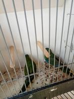 Koppe turqusiene wildkleur, Dieren en Toebehoren, Vogels | Parkieten en Papegaaien, Meerdere dieren, Parkiet