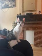 Halve ragdoll kitten, Dieren en Toebehoren, Katten en Kittens | Overige Katten, Kater, Kortharig, 0 tot 2 jaar