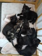 5 schattige kittens te koop, Dieren en Toebehoren, Katten en Kittens | Overige Katten, Meerdere dieren, 0 tot 2 jaar