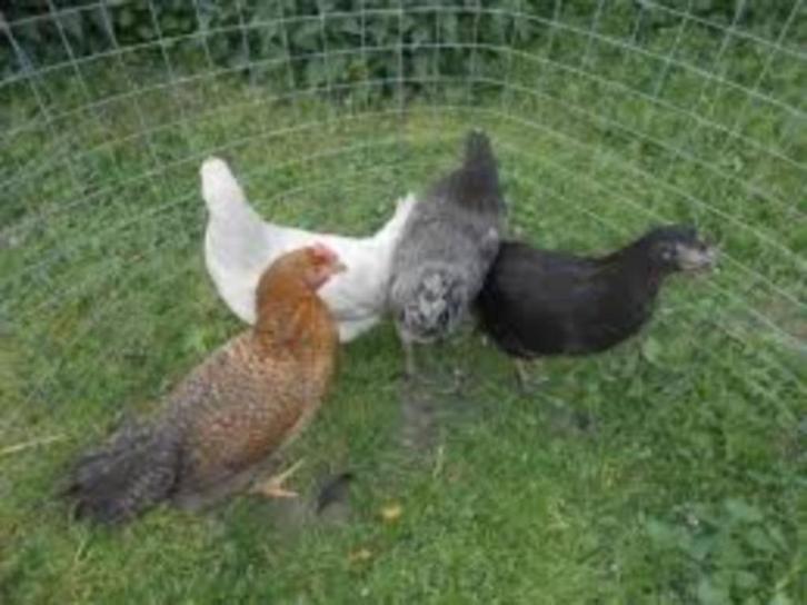 Araucana kippen., Dieren en Toebehoren, Pluimvee, Kip, Vrouwelijk