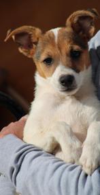 Alora Dog Rescue: Evi werd op tijd gered, Dieren en Toebehoren, Honden | Niet-rashonden, Particulier, Rabiës (hondsdolheid), Meerdere