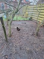 3 kippen en een haan, Dieren en Toebehoren, Pluimvee | Toebehoren, Ophalen, Zo goed als nieuw, Kippenhok of Kippenren