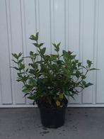 Viburnum tinus (sneeuwbal), Vaste plant, Halfschaduw, Winter, Ophalen