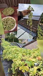 Gedroogde East Kent Goldings Hop - Ruilen voor bier!, Ophalen, Gehele jaar, Volle zon, Zaad