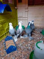 4 duiven, Dieren en Toebehoren, Pluimvee, Meerdere dieren, Kip