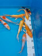 Koi karpers, Dieren en Toebehoren, Vissen | Vijvervissen