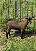 Dwerg geitje, Dieren en Toebehoren, Schapen, Geiten en Varkens, Geit