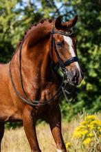 Prachtige 7 jarige ruin te koop, Dieren en Toebehoren, Paarden, Z, Gechipt, Ruin, Dressuurpaard
