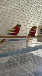 Parkiet, Dieren en Toebehoren, Vogels | Parkieten en Papegaaien, Meerdere dieren, Papegaai, Tam