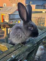 Siamees sable duitse reus ram, Mannelijk, Groot