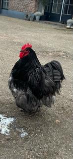 Haan Orpington groot blauw, Dieren en Toebehoren, Pluimvee, Mannelijk, Kip