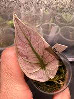 Alocasia pink dragon stardust, Huis en Inrichting, Kamerplanten, Ophalen of Verzenden, Halfschaduw, Minder dan 100 cm