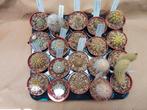 20 bijzondere cactussen in 5,5cm pot, Ophalen of Verzenden, Minder dan 100 cm, Bloeiende kamerplant, Volle zon